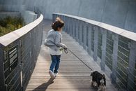 一个孩子牵着狗，在阳光明媚的日子里，快乐地跑过户外木桥
