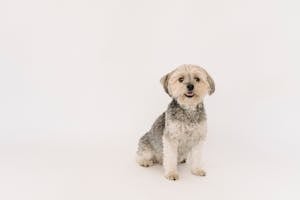 Adorable purebred dog sitting against white background in studio and looking at camera