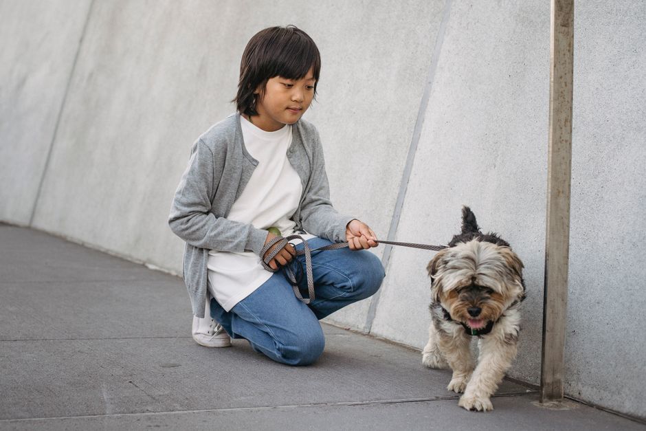 full service dog care The Woodlands - Asian kid in casual outfit squatting and holding leash with dog while spending weekend together