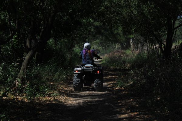 Riders on ATVs on a forest trail
