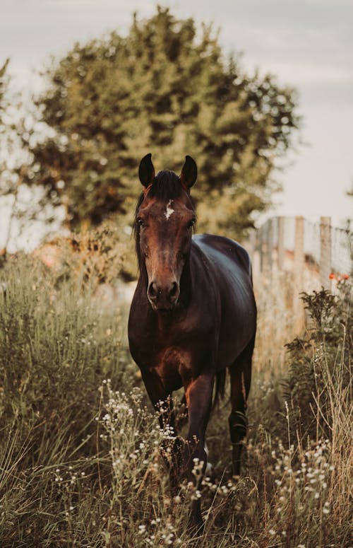 Kostnadsfria Kostnadsfri bild av bete, bondgård, brun häst Stock foto