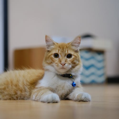 Бесплатное стоковое фото с глаз кошки, домашнее животное фотография, домашняя кошка
