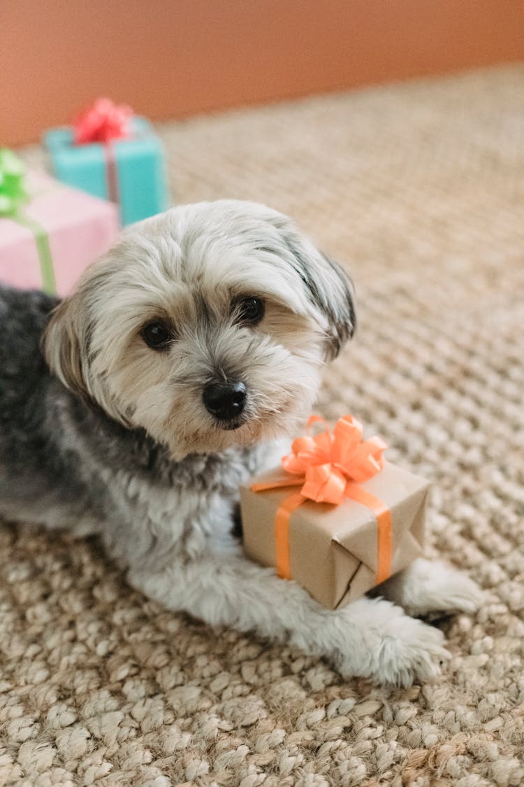 Cute Dog With Presents At Home