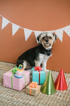 Cute purebred puppy sitting on carpet near presents against wall with birthday garland