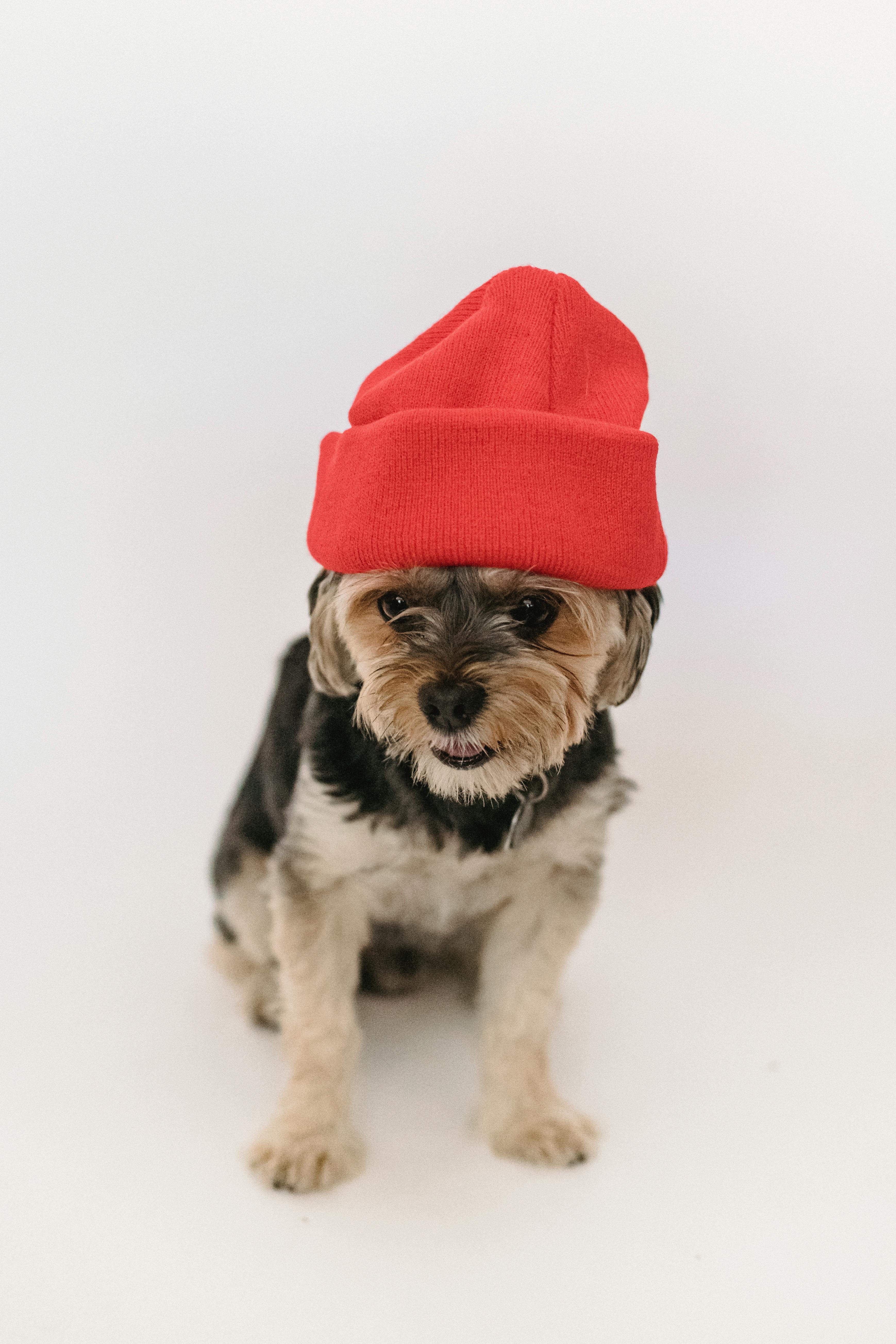 Dog with 2024 red hat