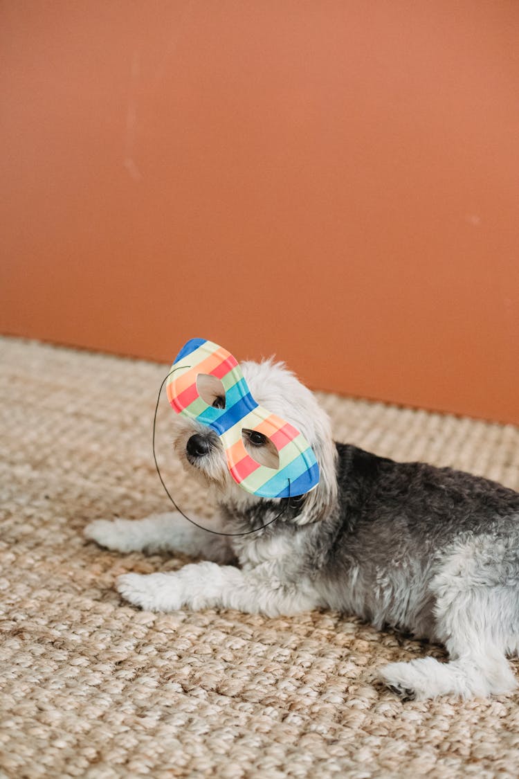 Funny Dog In Festive Mask On Carpet