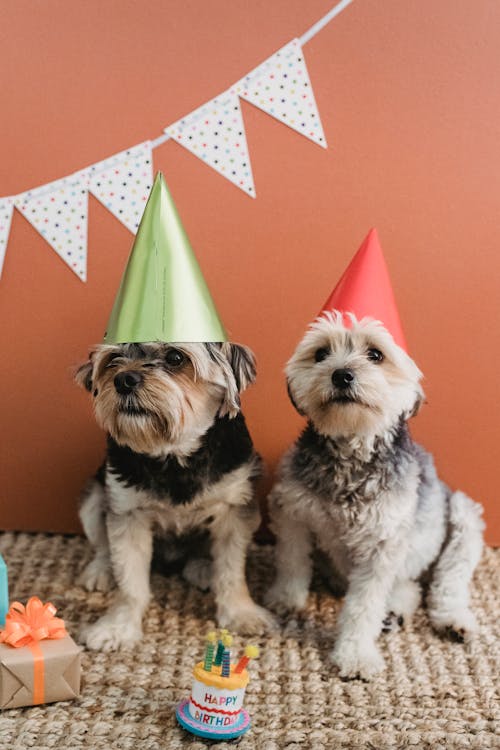 Free Cute puppies with birthday cones at home Stock Photo