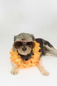 Cute puppy in trendy sunglasses with accessory on neck resting against white background in studio