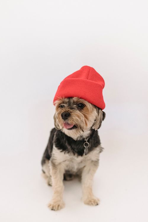 Free Cute puppy with tongue out in red hat sitting in studio and looking away Stock Photo