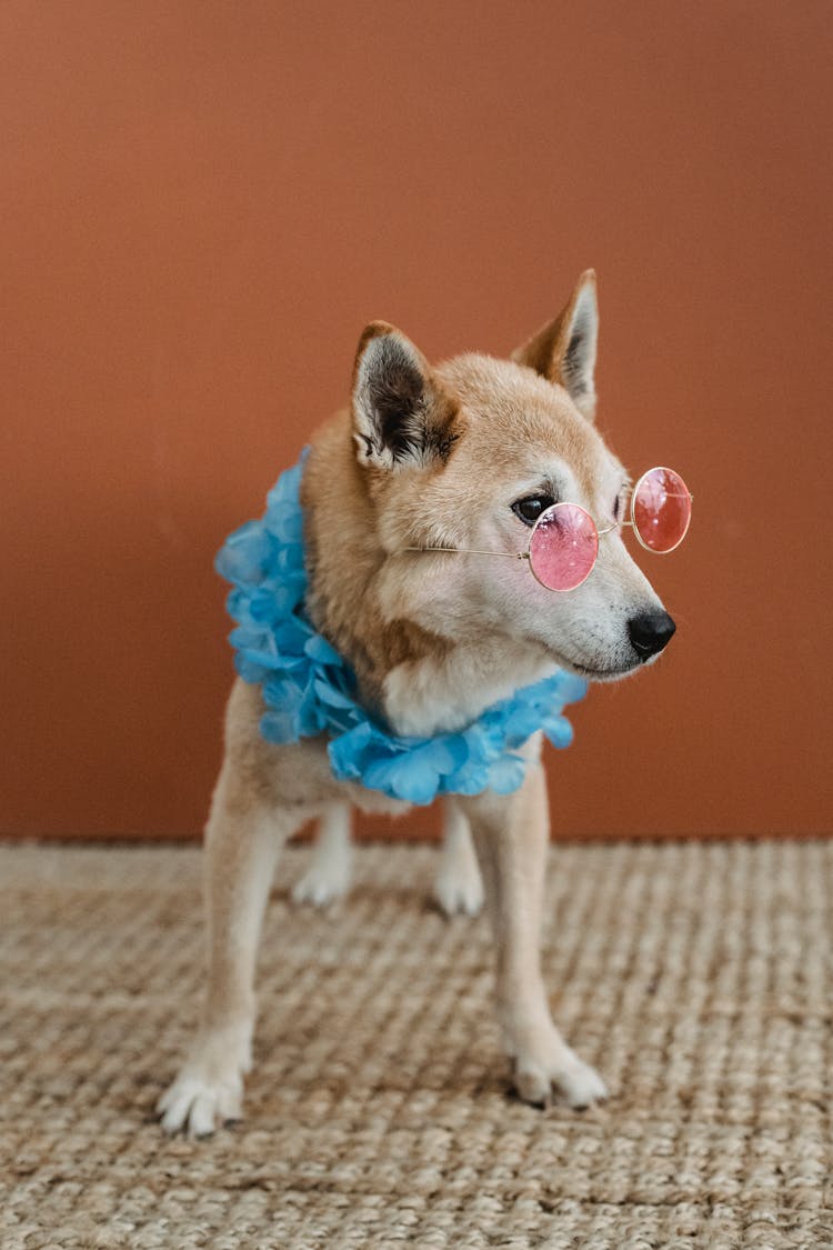 Funny Dog With Accessories At Home