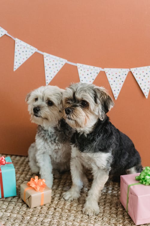 Free Attentive puppies resting in cozy room with gifts and garland during birthday celebration Stock Photo