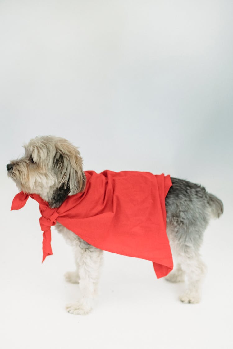 Cute Obedient Dog In Red Cape