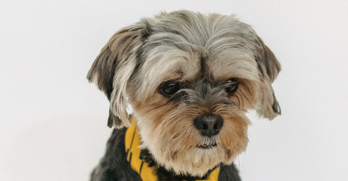 How to tie bandana around neck dog