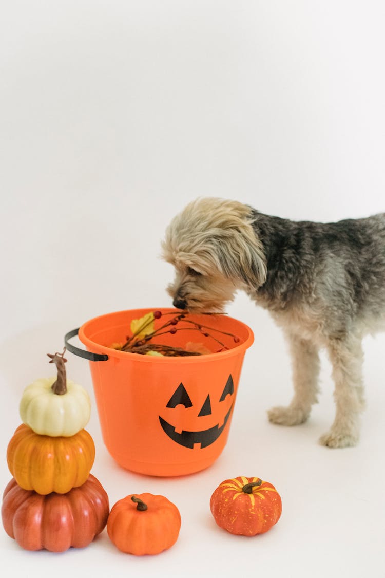 Curious Purebred Dog Smelling Bucket During Halloween Holiday