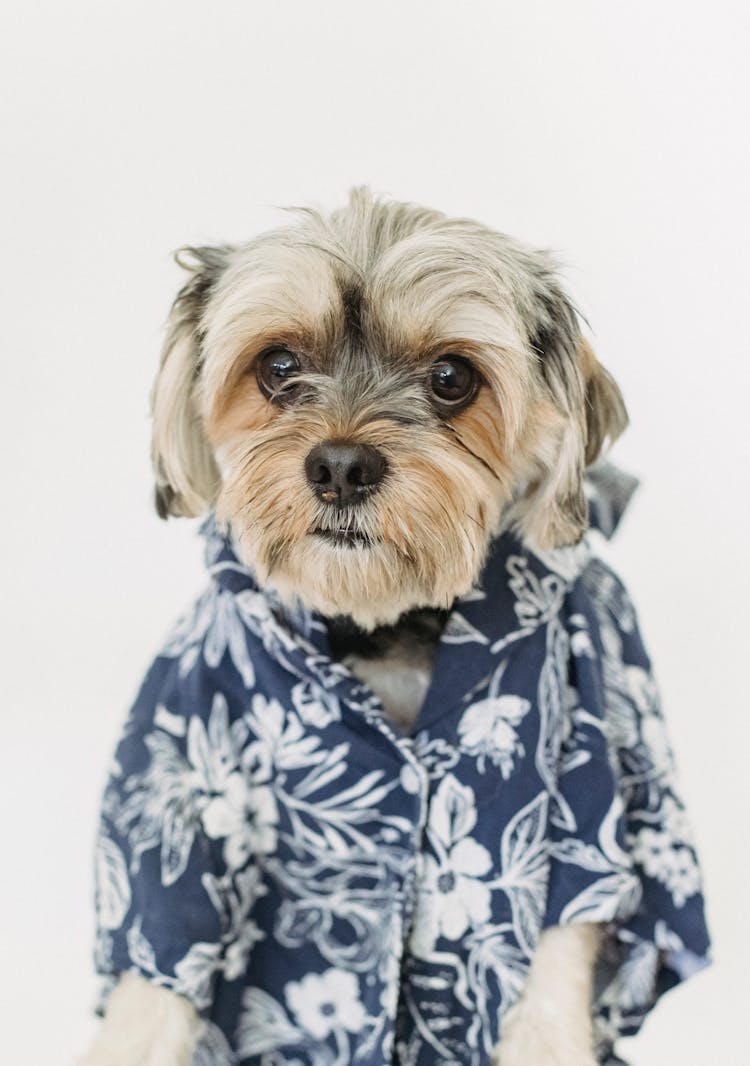 Cute Dog In Clothes With Floral Ornament