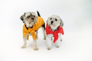 Cute purebred dogs in bright superhero capes