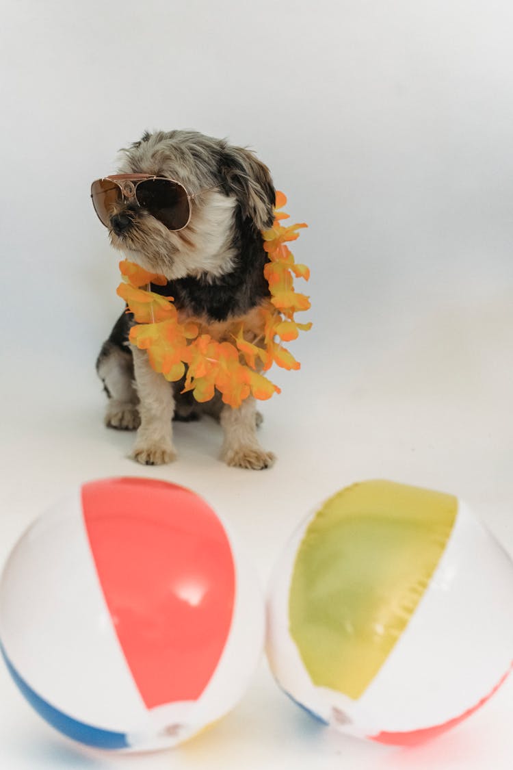 Cute Dog In Sunglasses On White Background