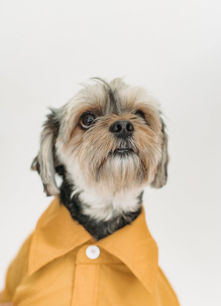 Yorkshire Terrier In Yellow Shirt On White Background