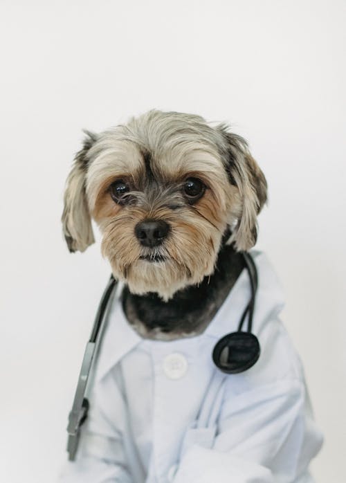 Free Cute dog in medical clothes with stethoscope Stock Photo