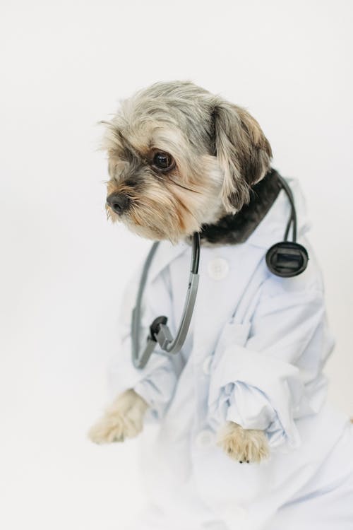 Attentive purebred dog in clothes with professional medical instrument looking away on white background