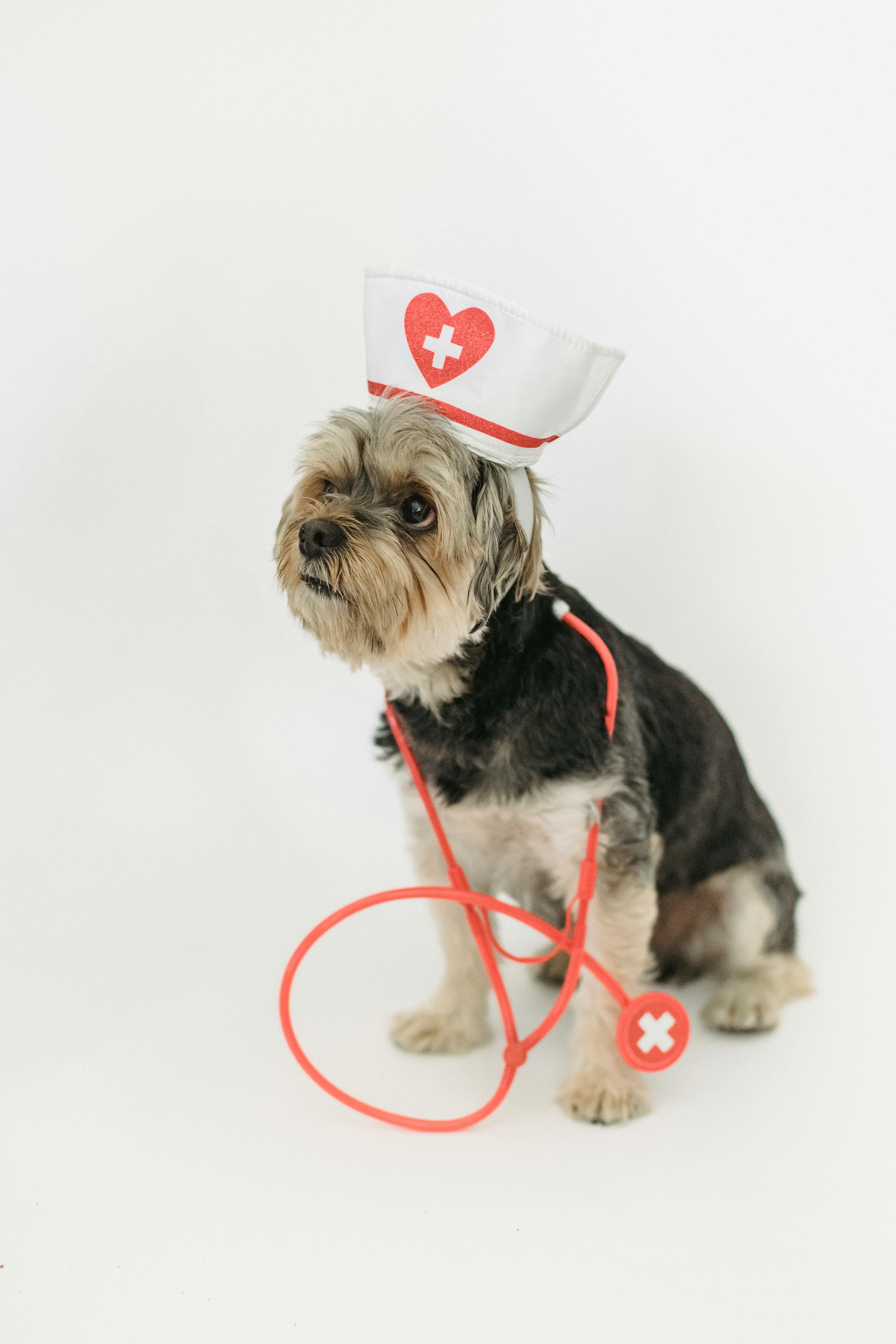 cute dog in nurse hat on light background