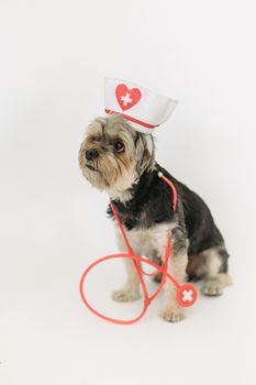 一只约克郡梗犬身着护士服，在白色背景中配有听诊器，非常适合用作医学主题的库存图片