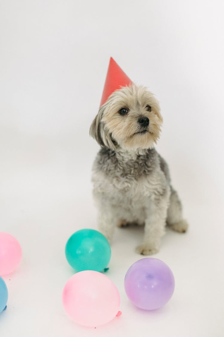 Yorkshire Terrier In Cone Hat On White Background