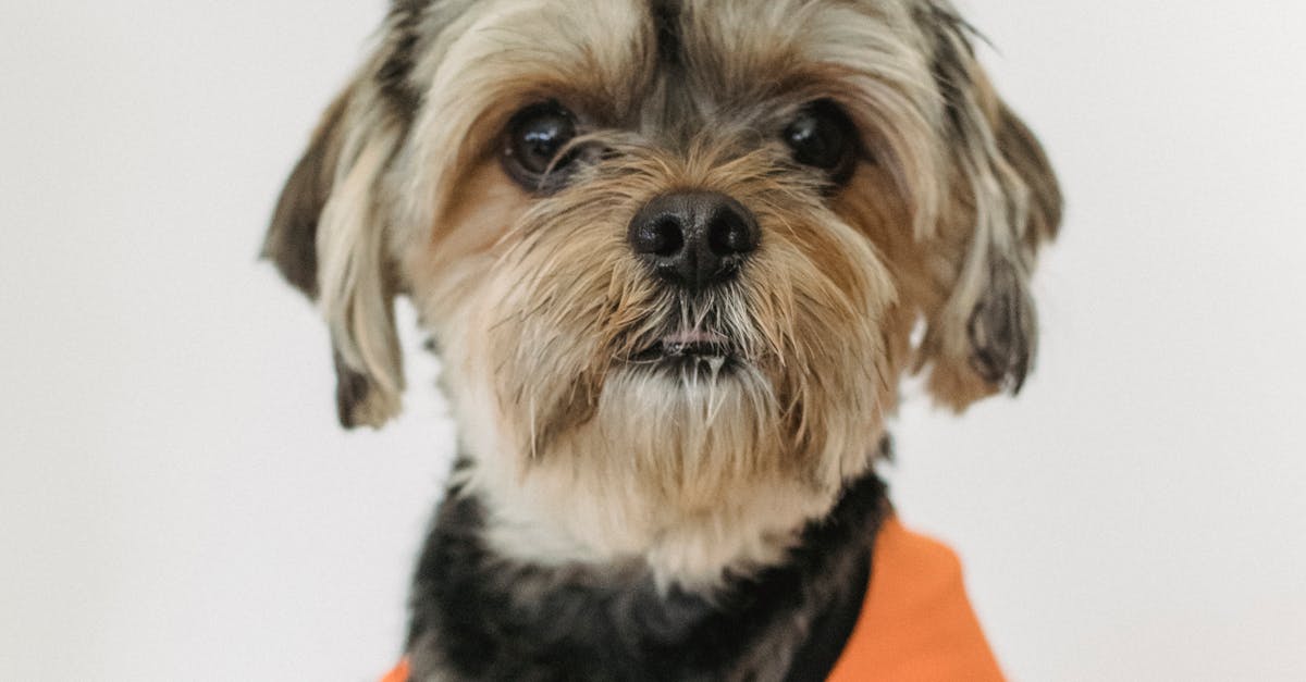 Adorable dog in life jacket on white background