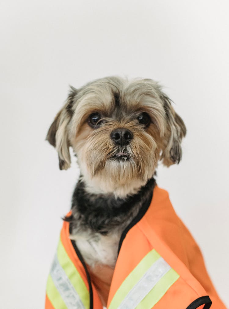 Adorable Dog In Life Jacket On White Background