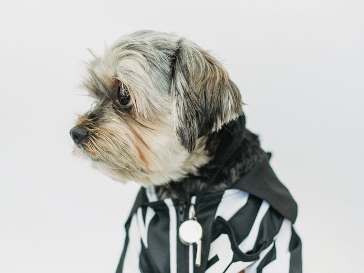 Adorable Dog In Cool Hoodie On White Background