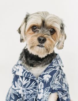 约克郡梗犬穿着时尚花卉衬衫，背景是白色的