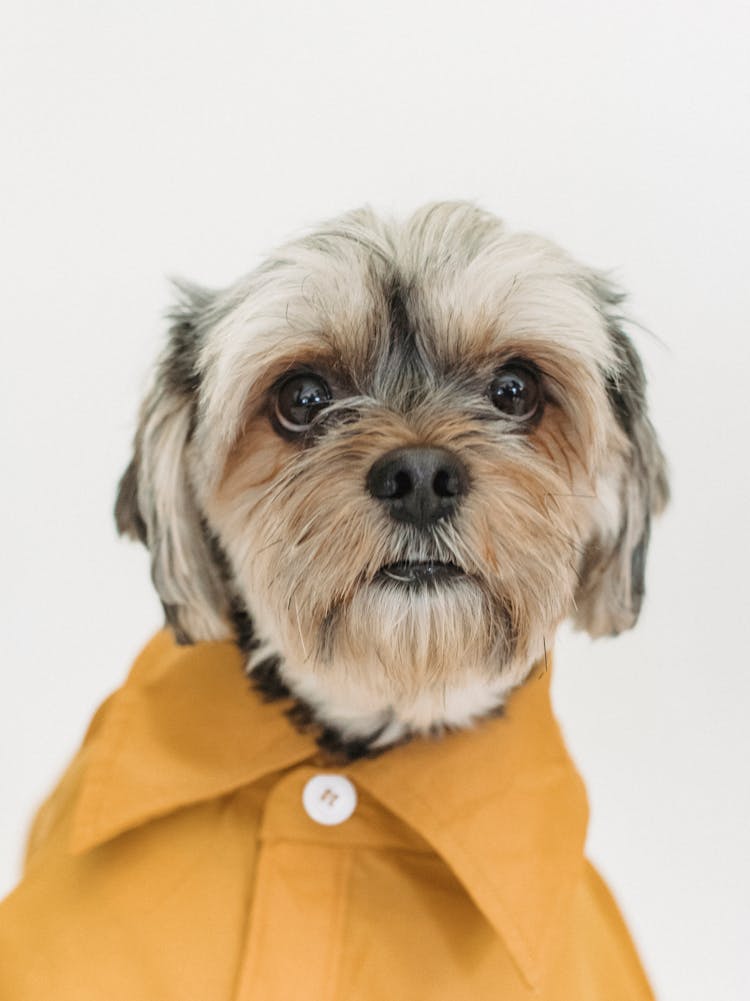 Cute Dog In Bright Shirt On Light Background