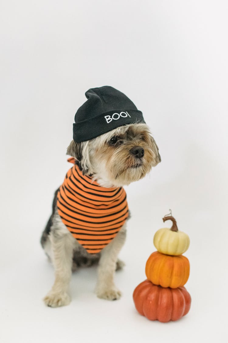 Adorable Yorkshire Terrier In Hat And Bandana