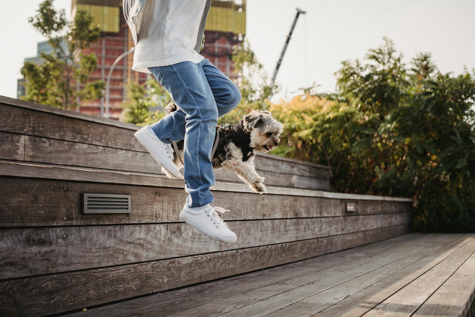 Side view faceless person in jeans jumping on wooden stairs with funny hairy Yorkshire Terrier in lush city park