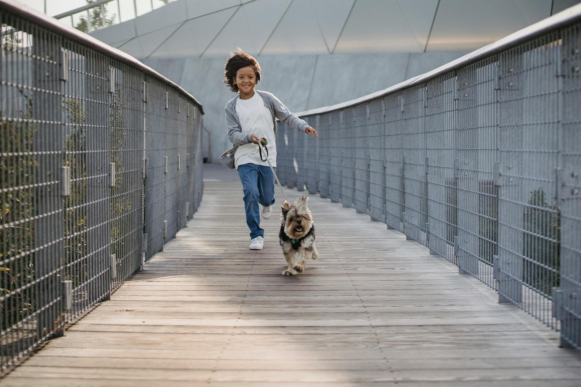 Full body cheerful ethnic boy in casual wear running with funny fluffy Yorkshire Terrier on leash along narrow wooden bridge in park