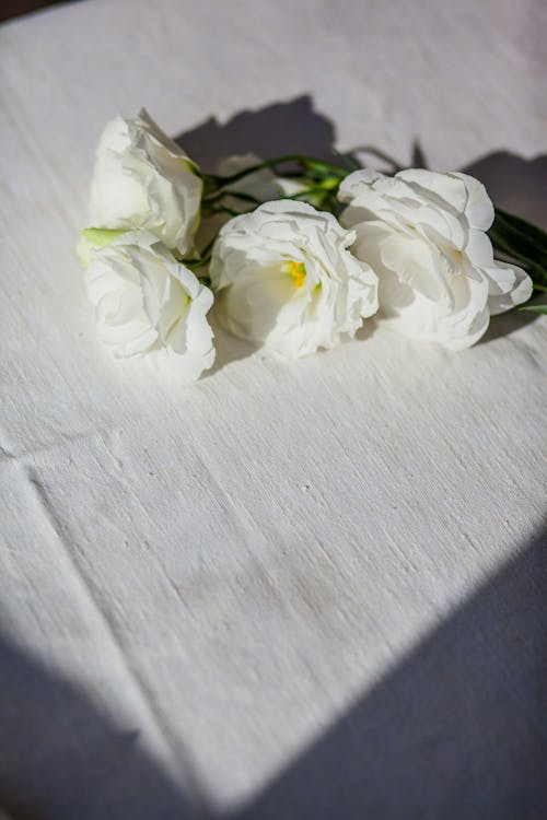 Free From above of artificial shiny flowers with petals on white surface with shadows Stock Photo