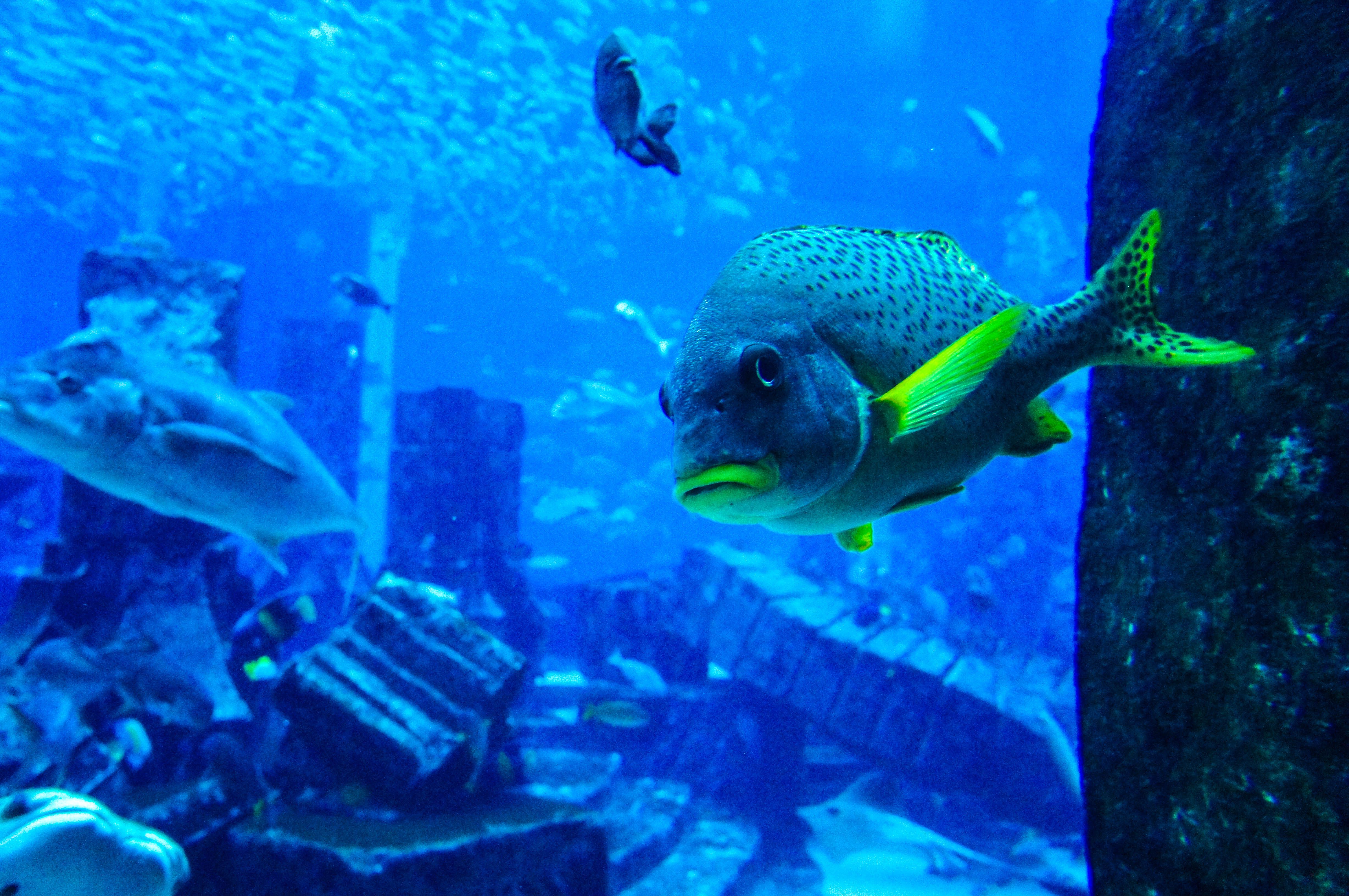 Dubai Mall
