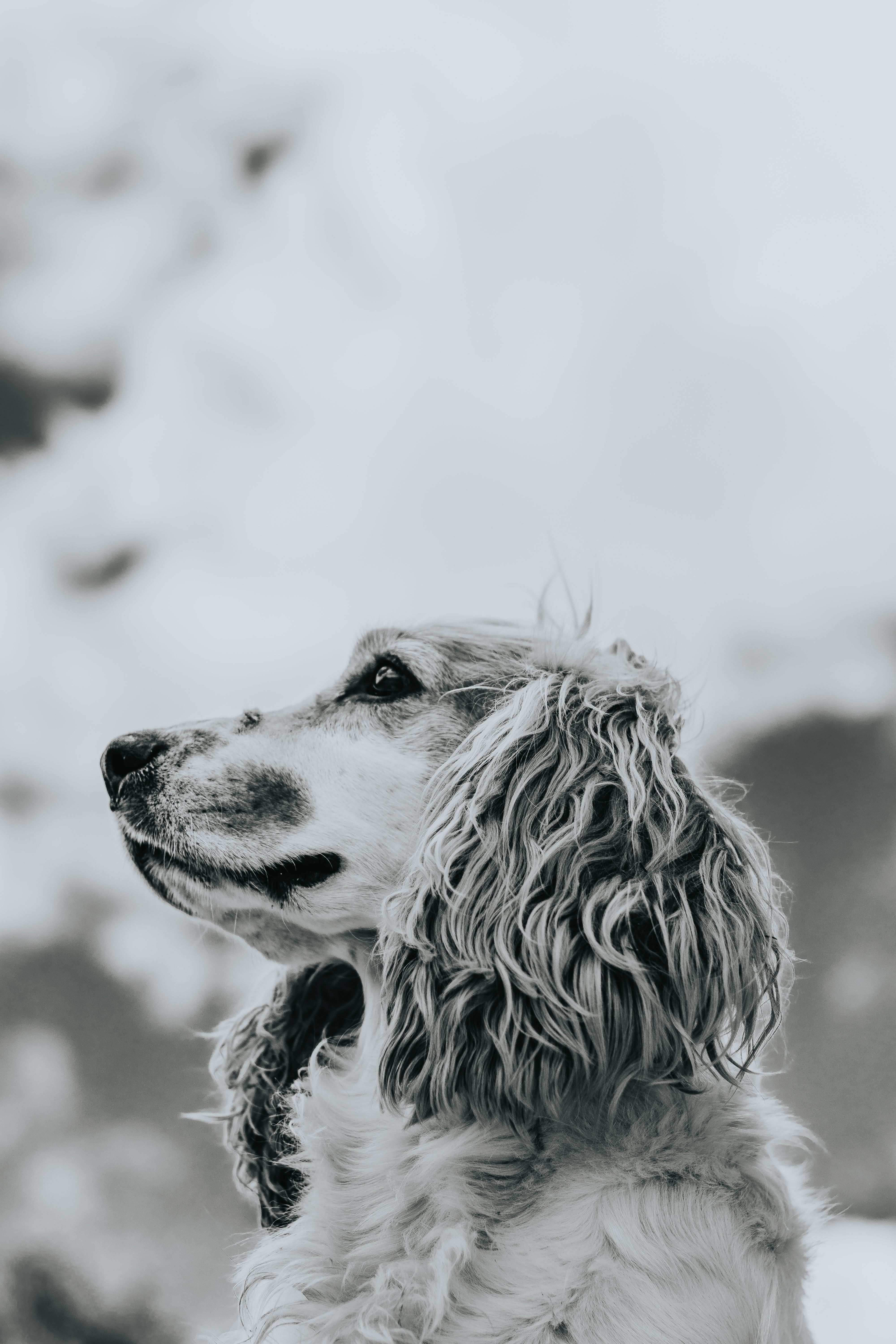 Black and white of English Cocker Spaniel dog with curly fur looking away