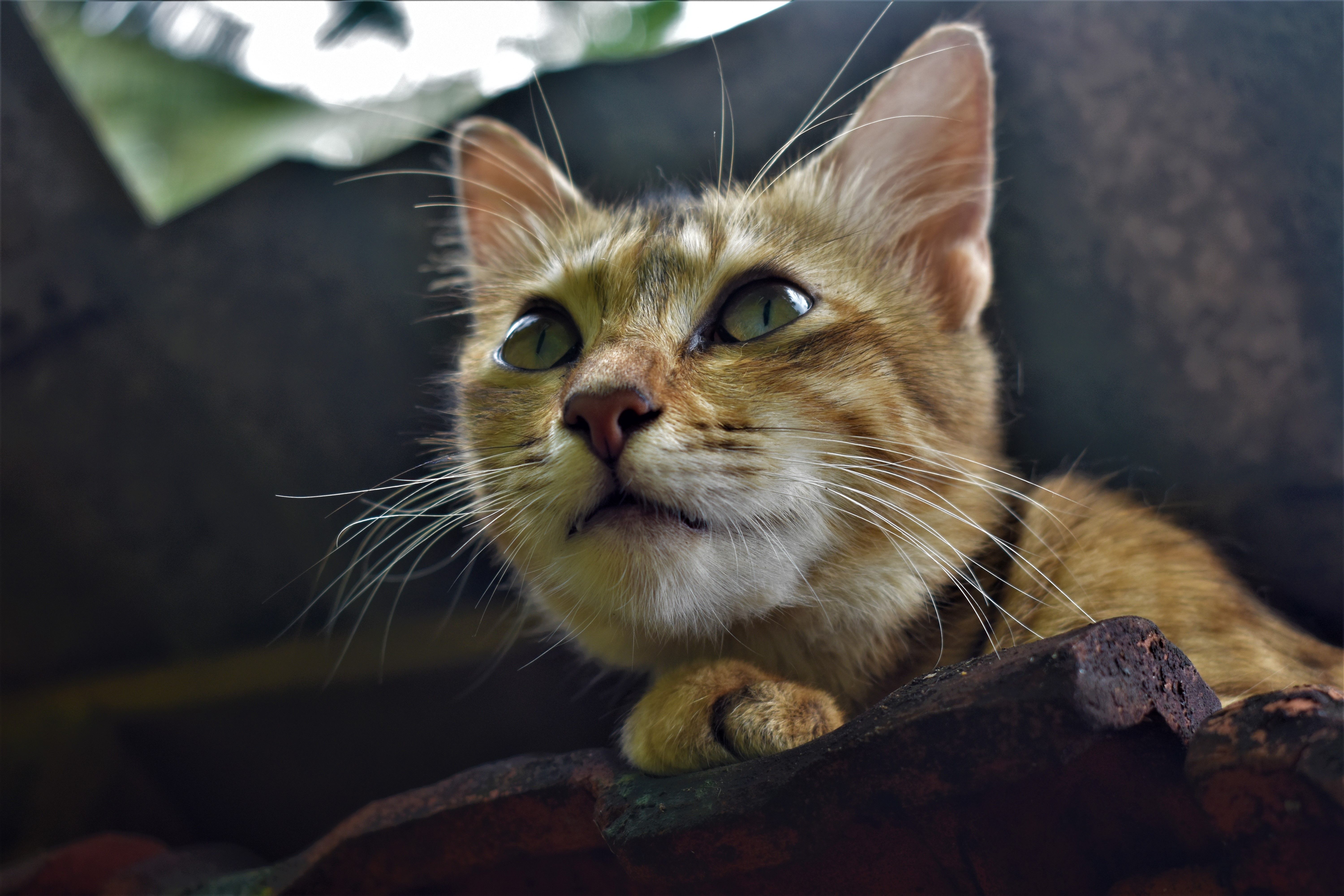 Healthcare and wellness consultation for a cat