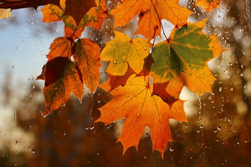 Brown Maple Leaf on Wet Glass