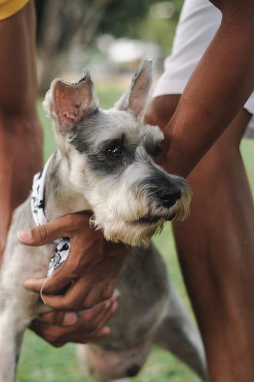 Free Black man with cute purebred Schnauzer in hands Stock Photo