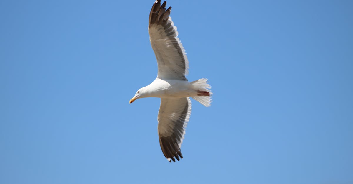 Free stock photo of flight, sea gull