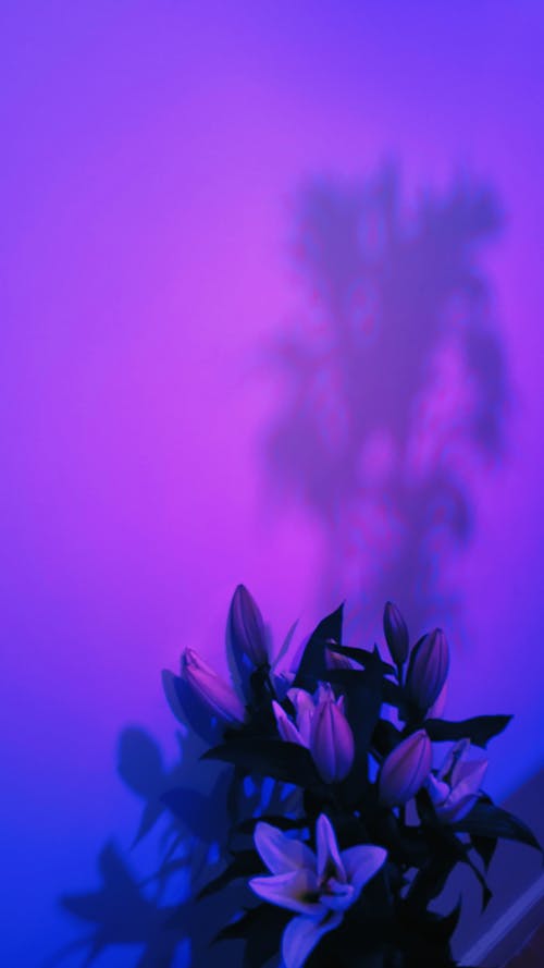 無料 影のある紫色の壁の近くに咲く明るいユリ 写真素材