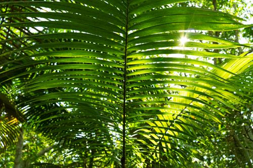 Free Vibrant green palm leaves with sunlight shining through, creating a beautiful nature pattern. Stock Photo