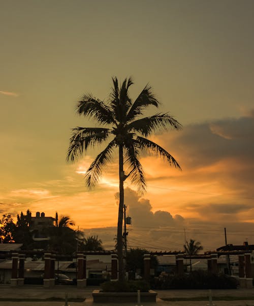 Palm Tree Near Houses during Sunset