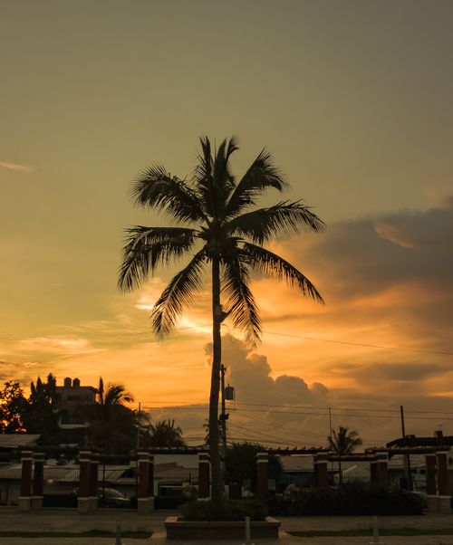 Free Tropical palm tree silhouette against a stunning sunset and dramatic sky. Stock Photo