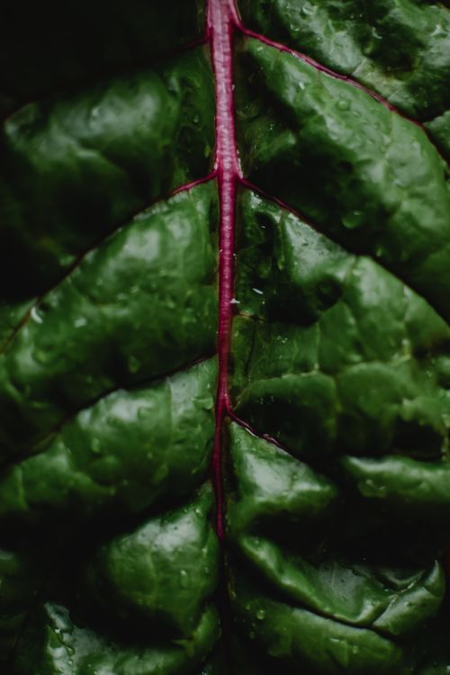 Free Macro shot of a vibrant Swiss chard leaf showing detailed texture and water droplets. Stock Photo