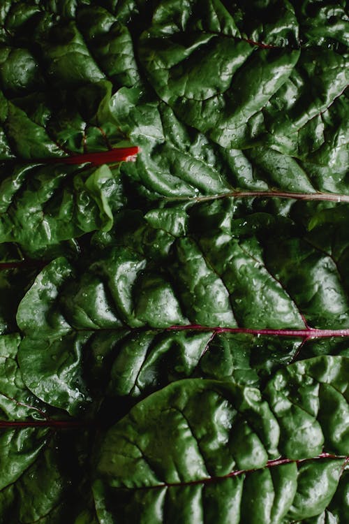 бесплатная зеленые листья с красным стеблем Стоковое фото