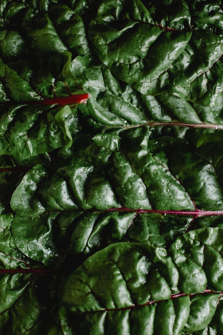 Green Leaves With Red Veins