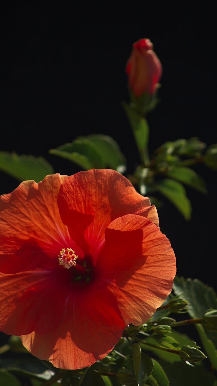 Vivid Red Hibiscus Flower